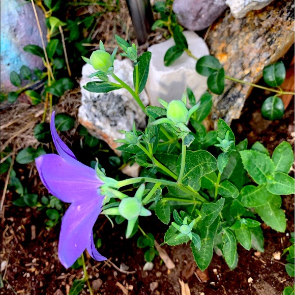 Meet your Posher, Maya - Picture 1 of 1